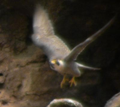 Female leaving nest