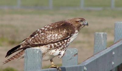 Hawk on a fence