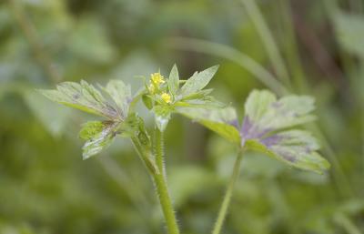 Ranunculus uncinatus