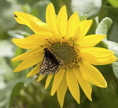 Taylor's Checkerspot (Euphrydryas editha taylori)