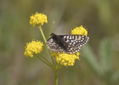 Taylor's Checkerspot (Euphrydryas editha taylori)