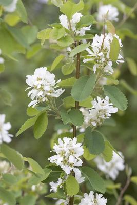 Amelanchier alnifolia  Western seviceberry