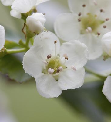 Crataegus douglasii  Douglas' hawthorn