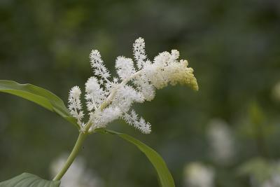 Smilacina racemosa  False solomon's seal  (syn. Maianthemum racemosum ssp. amplexicaule)