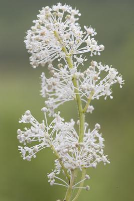 Ceanothus sanguineus