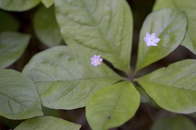 Trientalis latifolia  Starflower