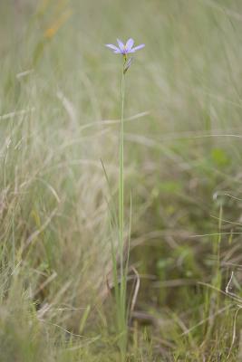 Sisyrhincium angustifolium  Blue-eyed grass (syn, S. idahoense)
