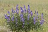 Lupinus lepidus