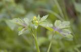 Ranunculus uncinatus