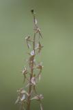 Listera cordata