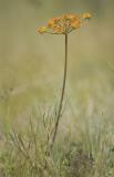 Lomatium triternatum