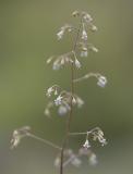 Heuchera micrantha