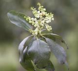 Arbutus menziesii  Madrone