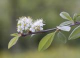 Prunus emarginata  Bitter cherry