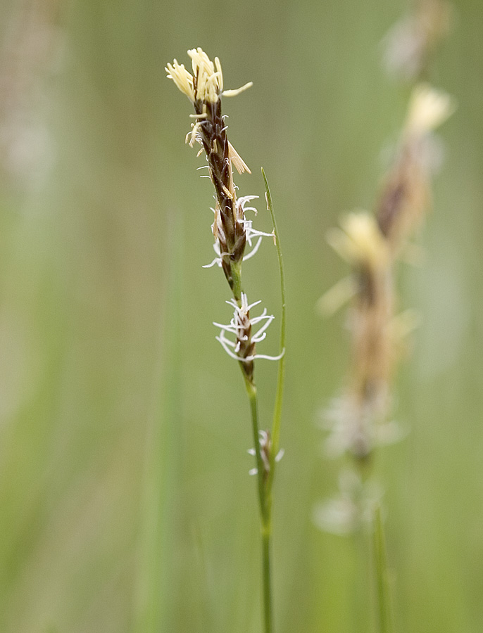 Carex pennsylvanica (syn. C. inops)