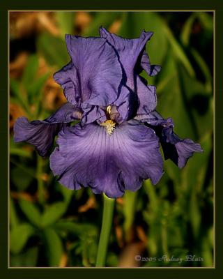 iris056a.jpg