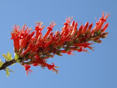 Ocotillo flower