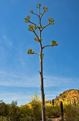 Agave (century plant)