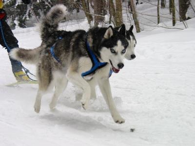 Skijoring at Tug Hill 2003