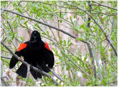 Red-Winged Blackbird Calling Out