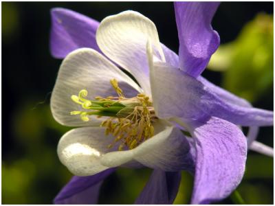 Columbine