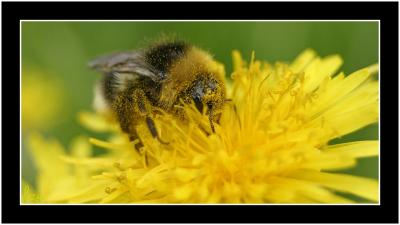 Bufftailed Bumble Bee.jpg