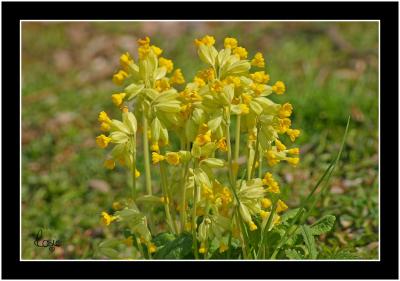 Cowslip