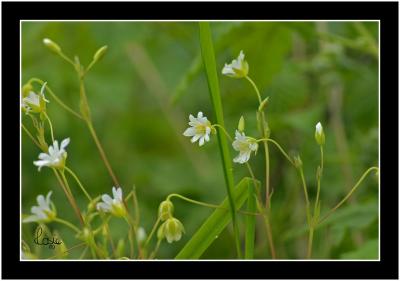 Stitchwort