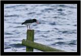 oystercatcher.jpg