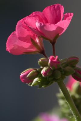 CRW_3036.jpg