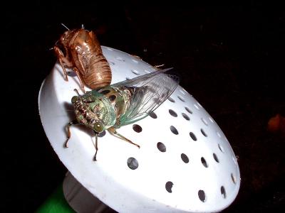 cicada caught molting