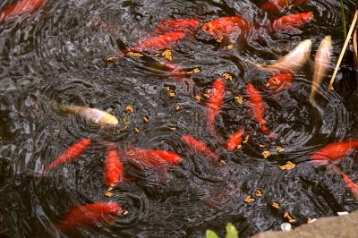 feeding frenzy