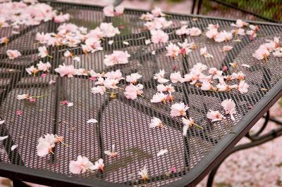 it's snowing blossoms