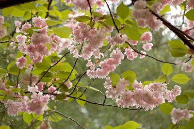 cherry blossoms