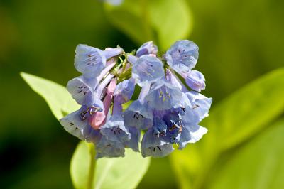 west virginia bluebells 2