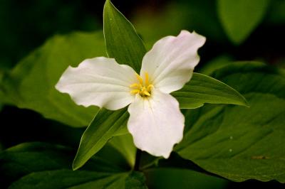 trillium 1