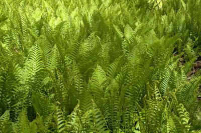 field of ferns 1