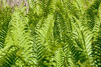 field of ferns 2