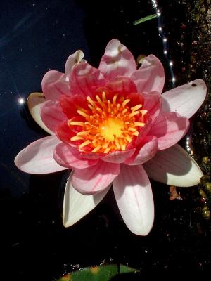 red / pink pond lily