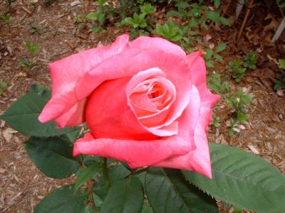 old rose