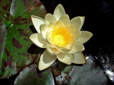 white / yellow pond lily