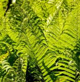 ferns1