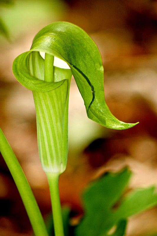 jack in the pulpit