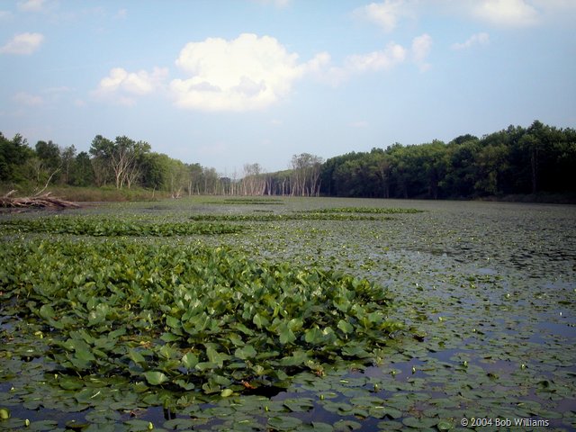 The Brickpond.JPG