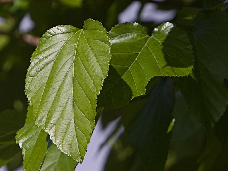 May 9:  A New Leaf