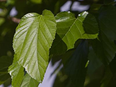May 9:  A New Leaf