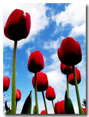 Red Tulips, Blue Sky