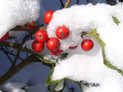 Holly