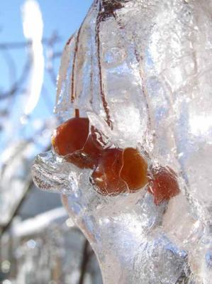 Frozen Berries