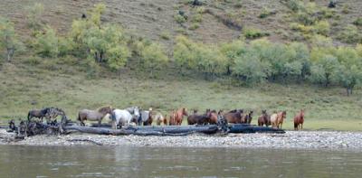 Horses 1337.jpg